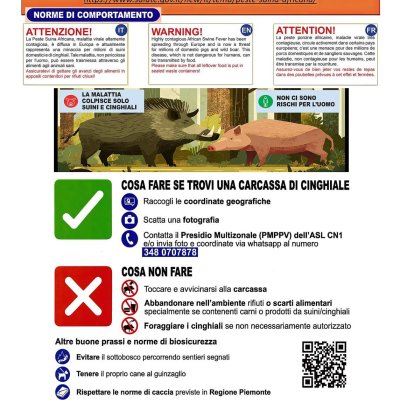 Cinghiale (Sus scrofa)