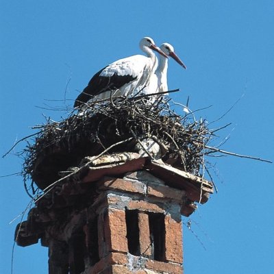 Cicogna bianca (Ciconia ciconia) - foto tratta dall'archivio fotografico della Provincia di Cuneo Cicogna bianca (Ciconia ciconia)