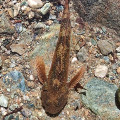 Scazzone (Cottus gobio)