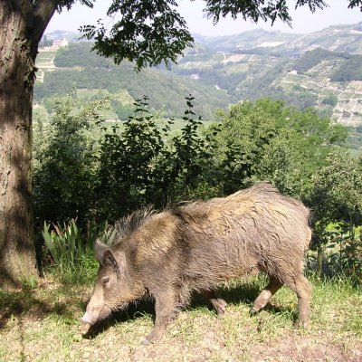 Cinghiale (Sus scrofa) - foto tratta dall'archivio fotografico della Provincia di Cuneo Cinghiale (Sus scrofa) - foto tratta dall'archivio fotografico della Provincia di Cuneo