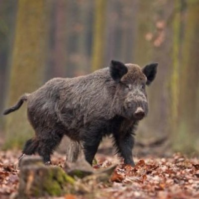 Cinghiale (Sus scrofa)