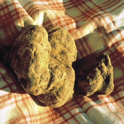 Tartufi Tartufi